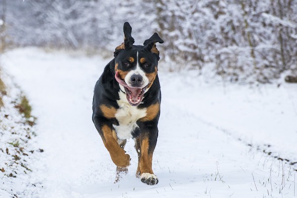 Ma perché i cani di grossa taglia muoiono giovani?