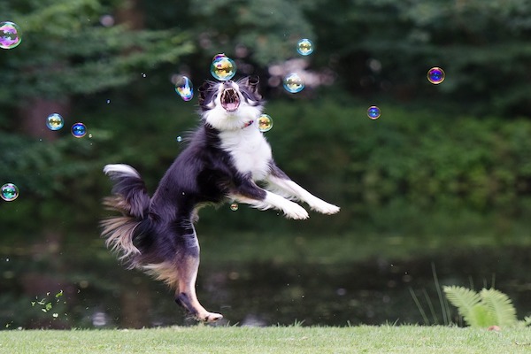 non giocare col puntatore laser con il cane