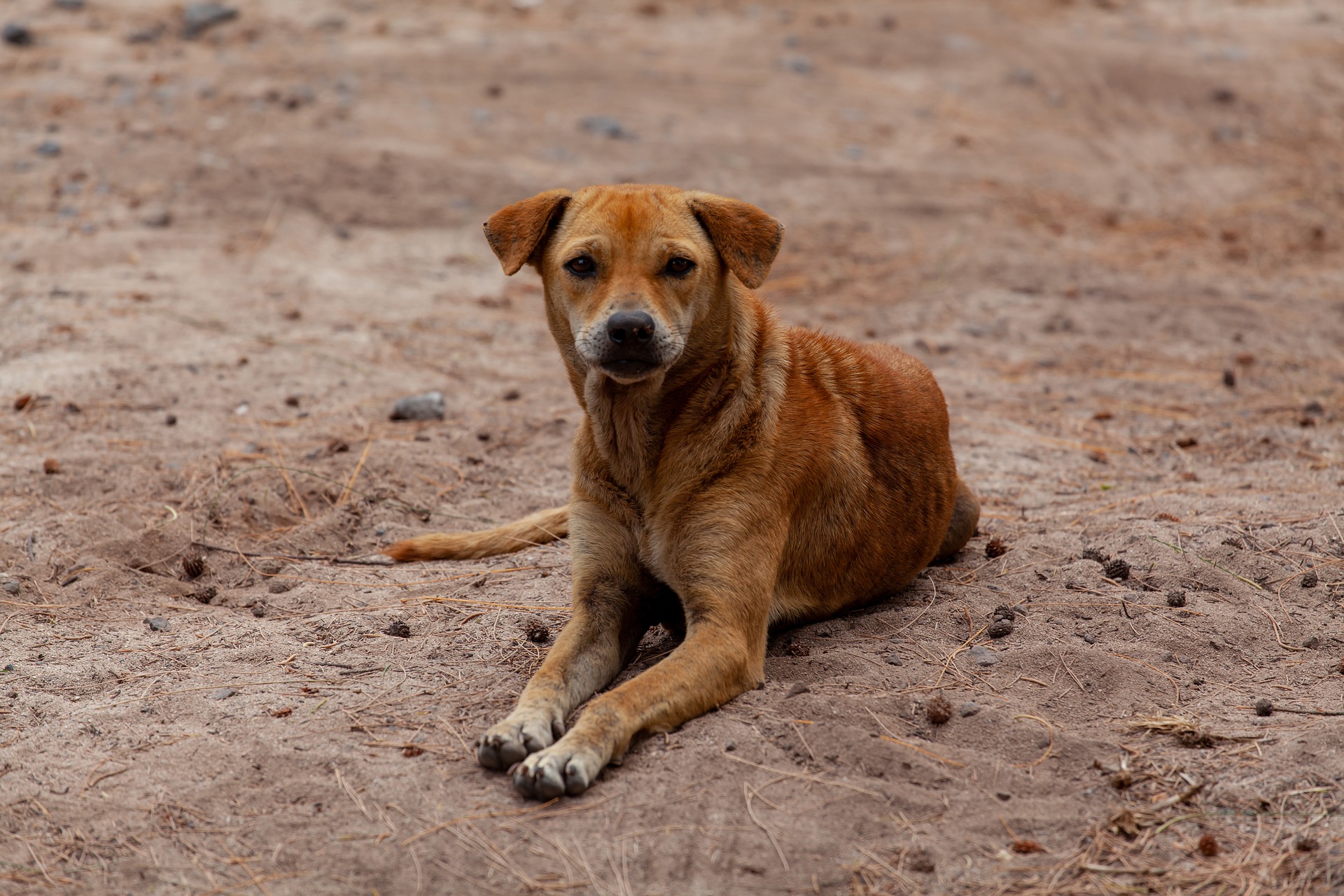 Cane di segno leone: caratteristiche, temperamento