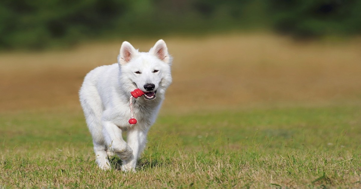 Perché alcuni cani bianchi sono sordi?