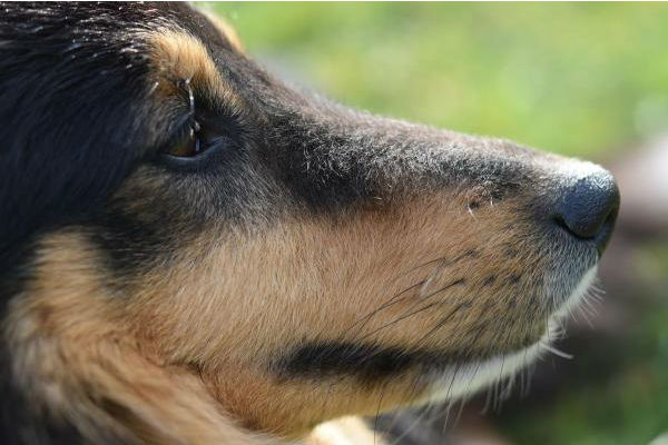 cane che guarda