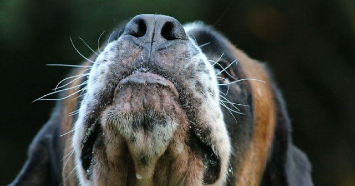 Tagliare i baffi al cane: si può fare oppure no?