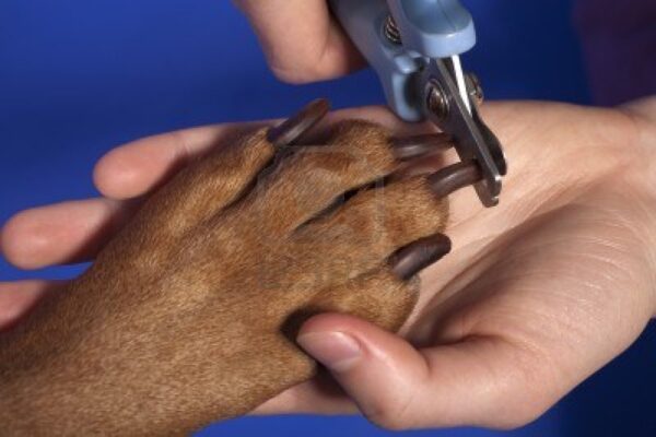 toccare le zampe del cane è un gesto d'affetto