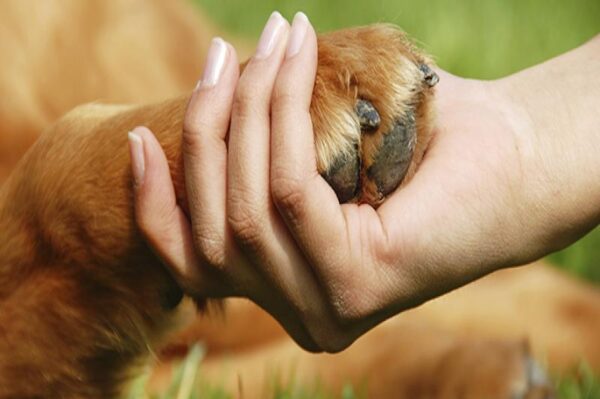 toccare le zampe del cane è un gesto d'affetto oppure no 