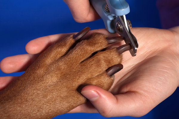 il cane si morde le unghie anche se sono corte