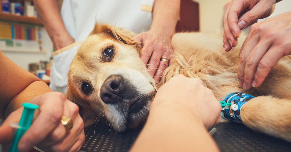 Verruche nel cane: cosa le provoca e come rimediare