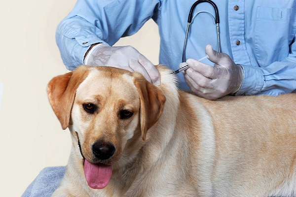 cane fa il vaccino