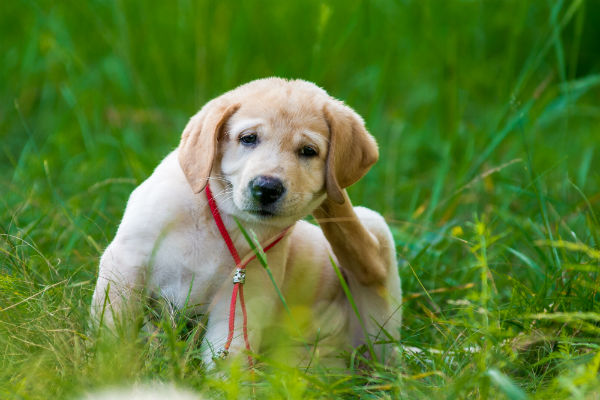 cane sul prato