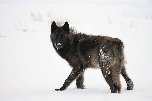 Ad alcuni cani la neve non piace