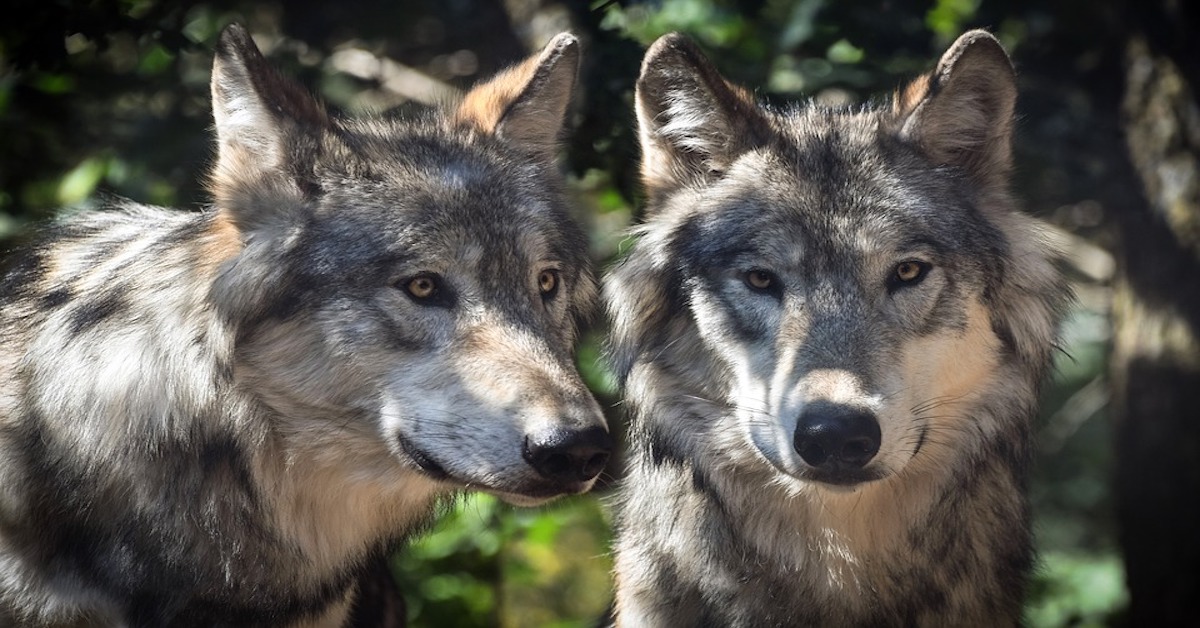 I cani adulti riconosco la madre o se la dimenticano?