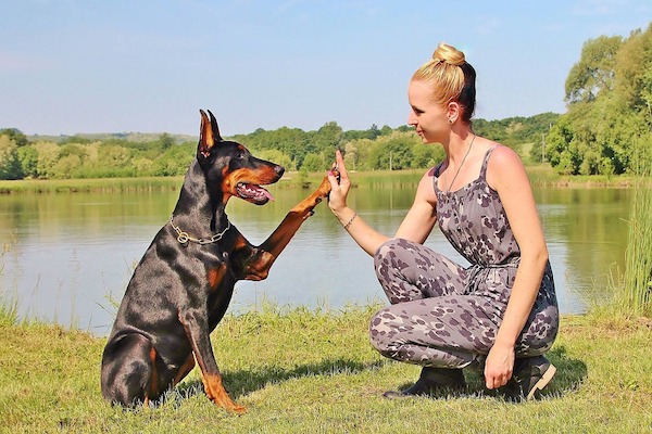 Insegnare al cane a salutare con la zampa