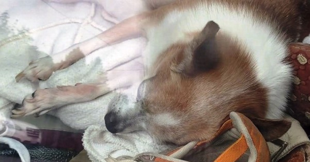 3 cani abbandonati dentro un’auto piena di sporcizia