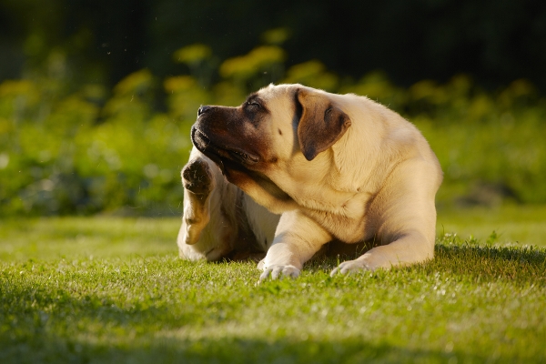 Antiparassitari per cani