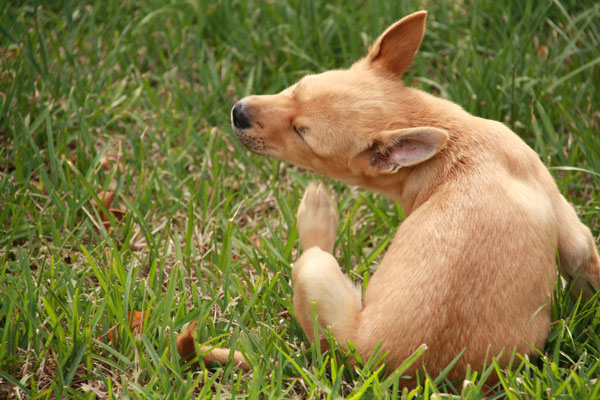 Antiparassitari per cani