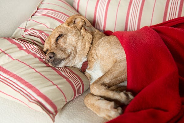 intossicazione da arsenico nel cane