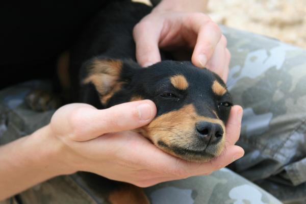 Avvelenamento da zinco nel cane