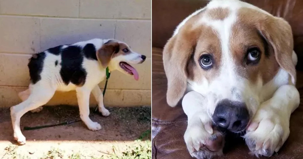 Cooper, il cane con la spina dorsale corta che sa essere felice