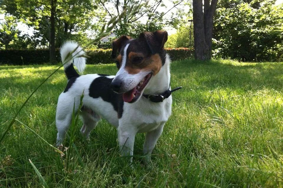 Cane Jack Russel Molly
