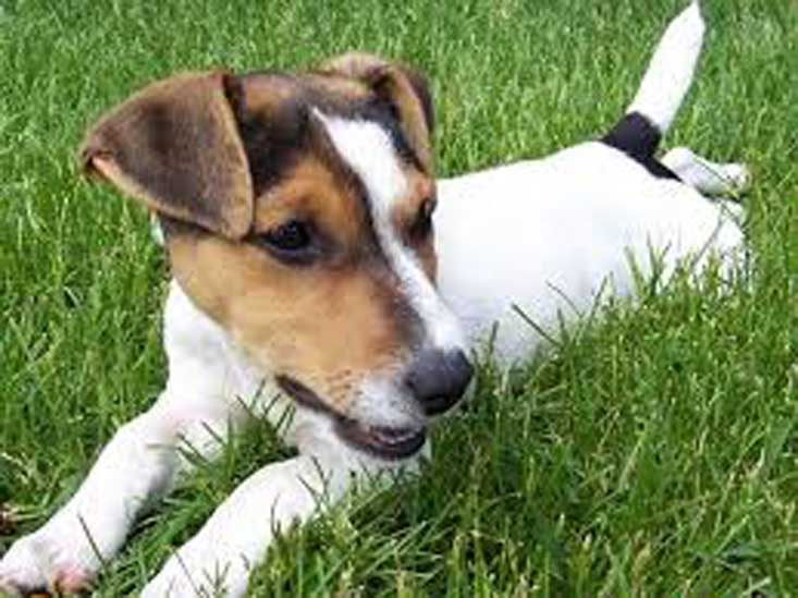 Cane Jack Russel