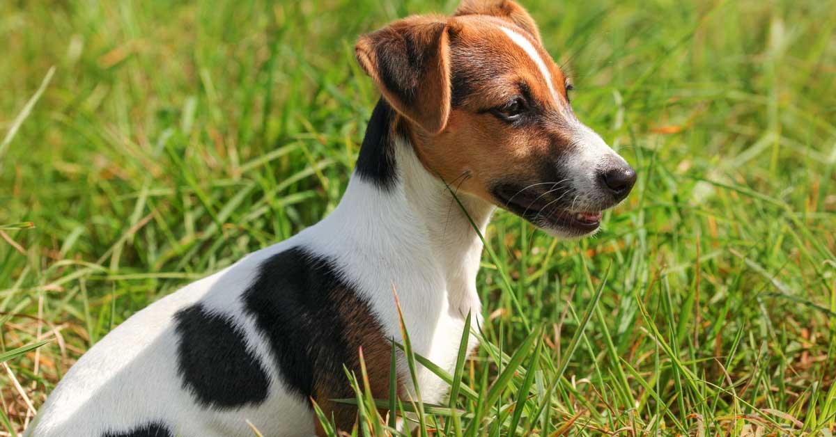 Roma: cane Molly rischia di affogare per una vendetta d’amore