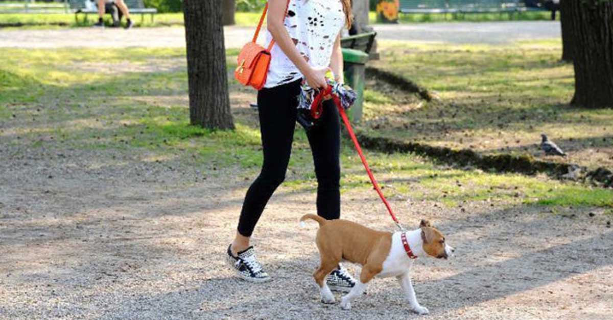 Domodossola: bisogni del cane non raccolti, scatta la multa