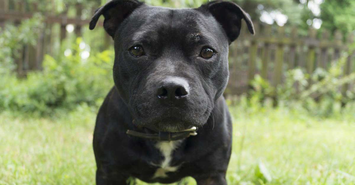 Palermo: cucciolo di cane preso a calci perde la vita