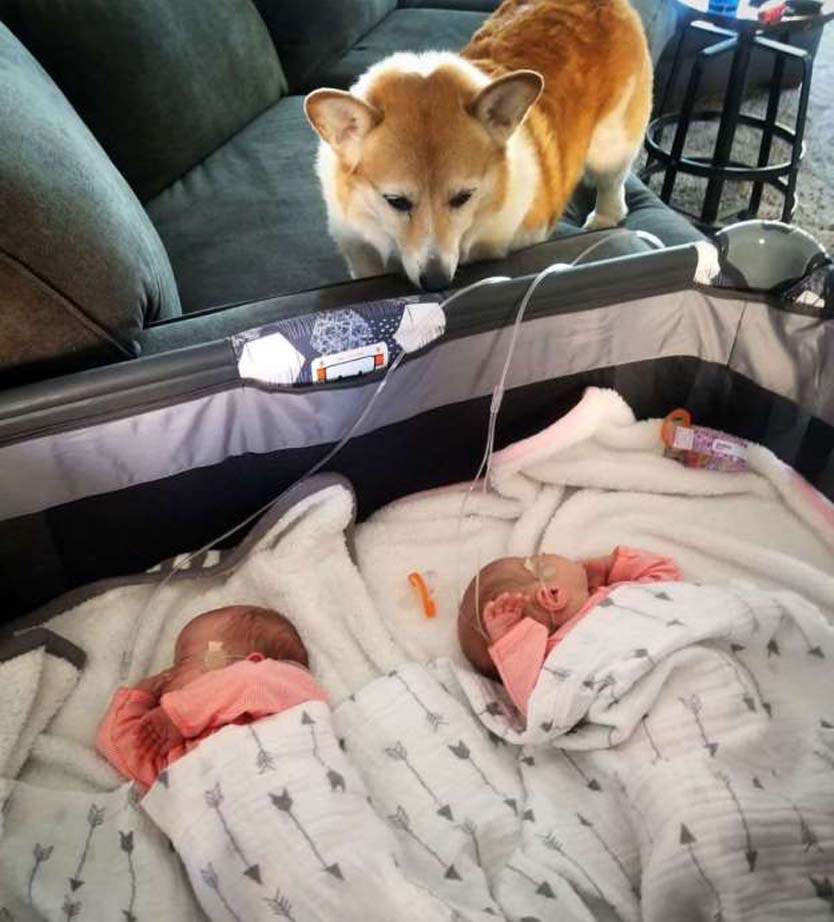 Cane che guarda due neonati