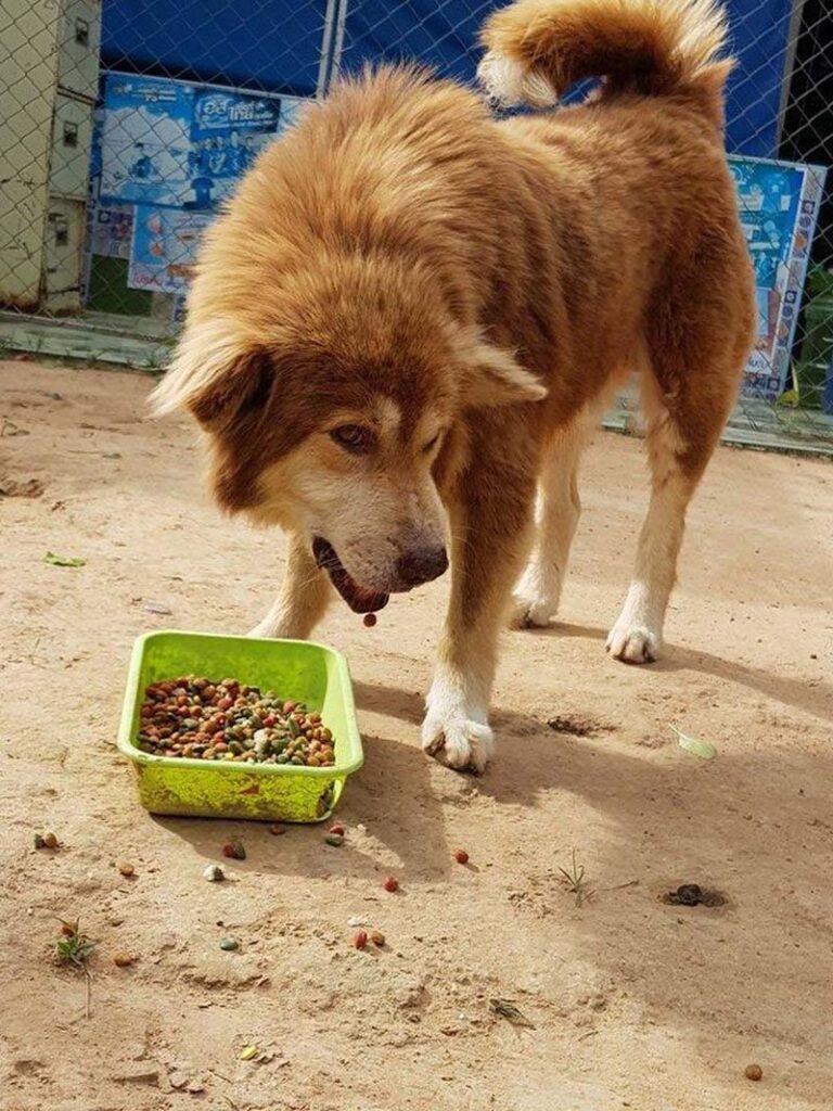 Cane che mangia