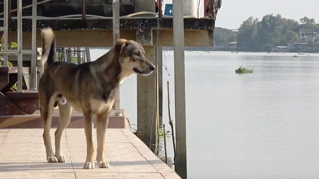 Cane che osserva