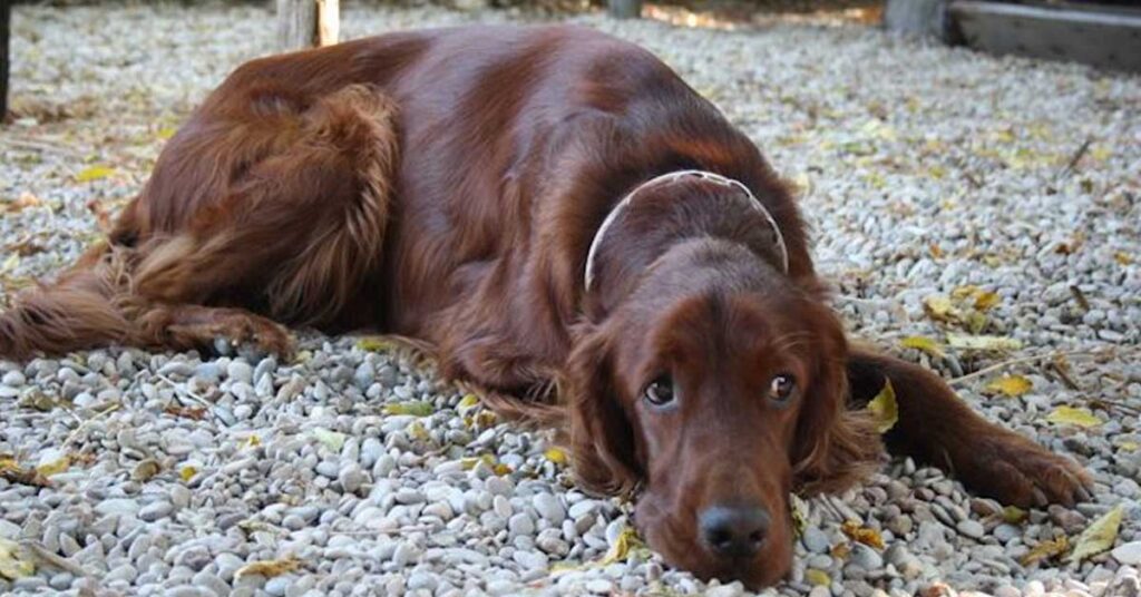 Cane che osserva