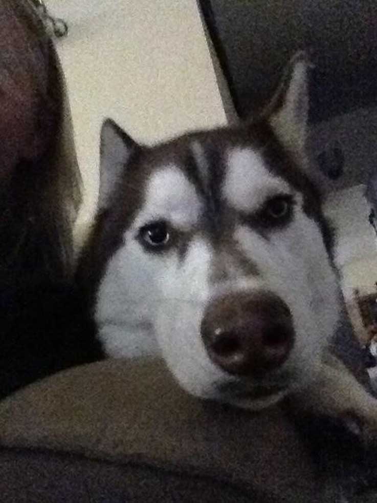 Cane che osserva