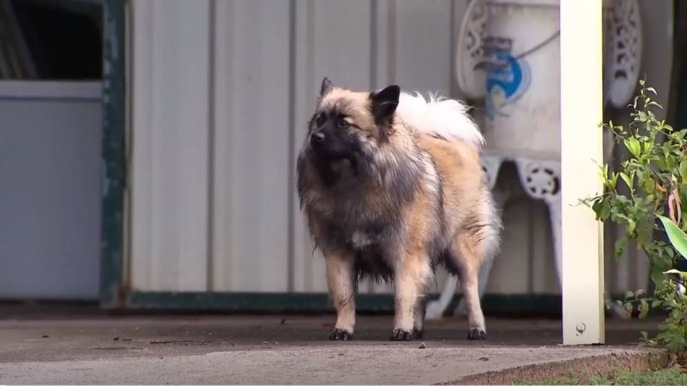 Cane che osserva