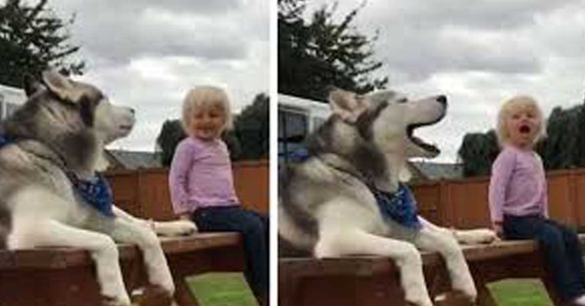 Dude, il cane che aiuta una bambina a combattere i problemi derivanti dall’epilessia