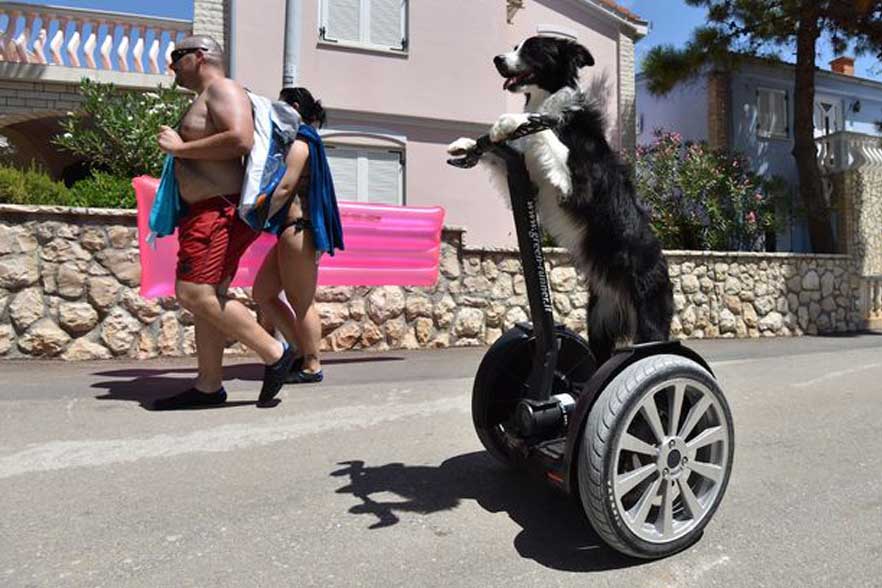 Cane che va sullo skateboard