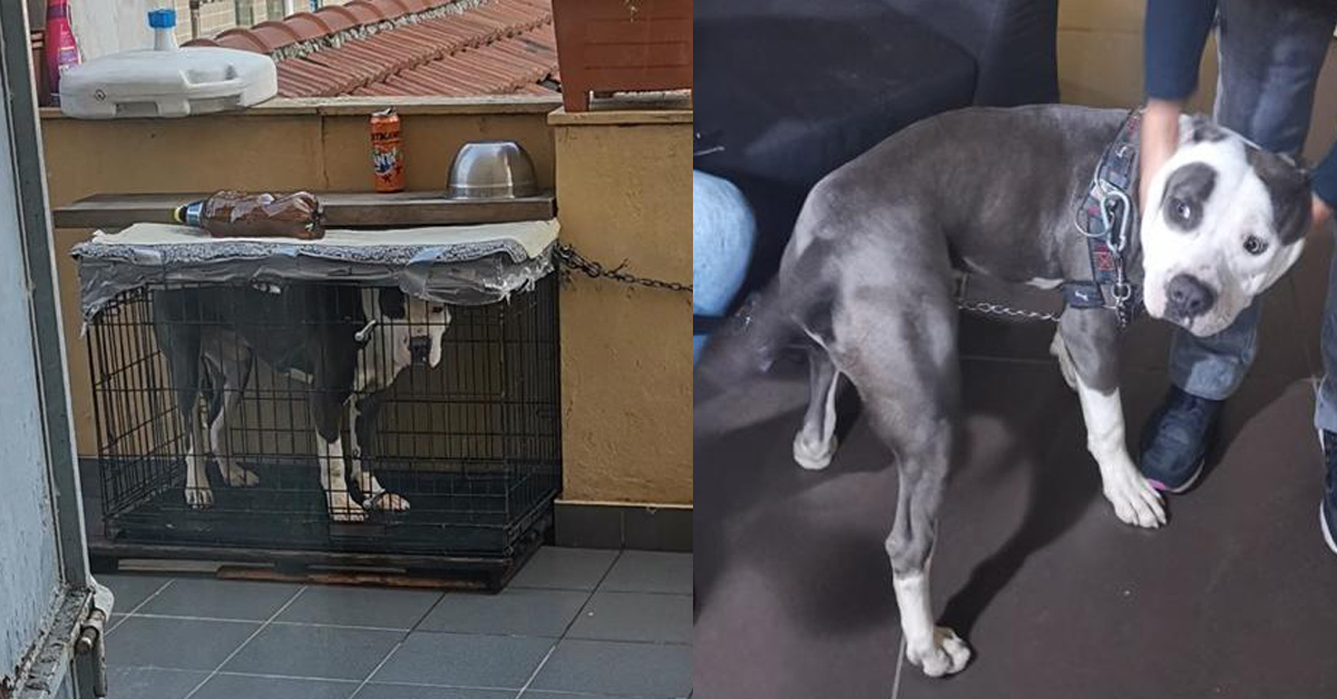 Torino: cane chiuso in gabbia liberato dalle Forze dell’Ordine
