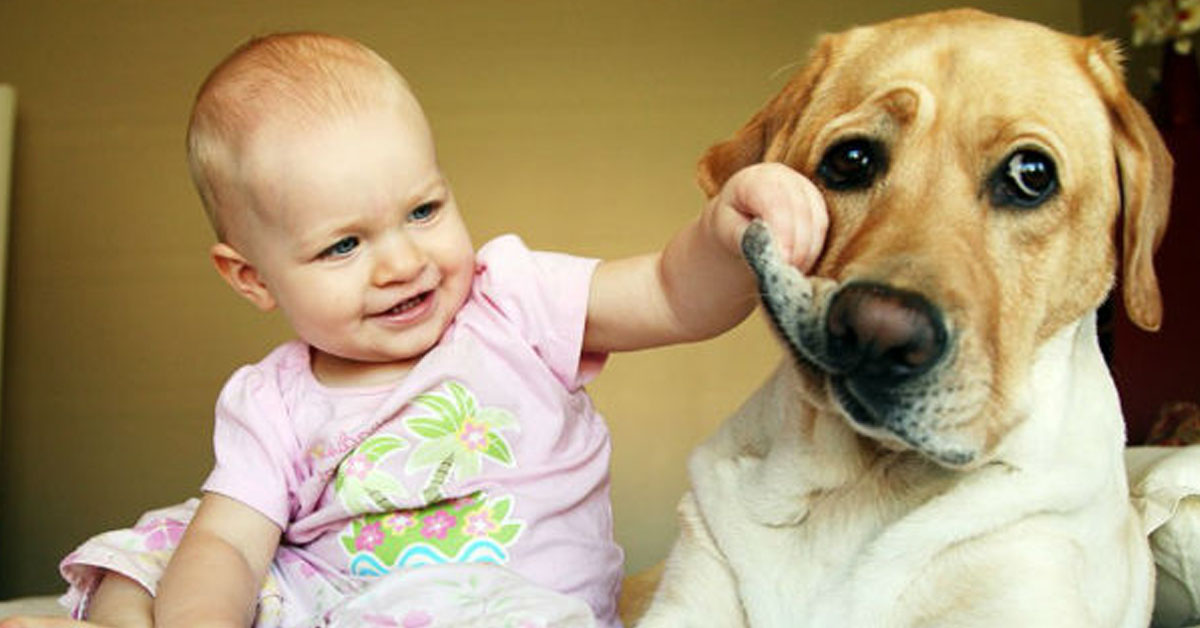 Come insegnare al cane a stare lontano da un bambino