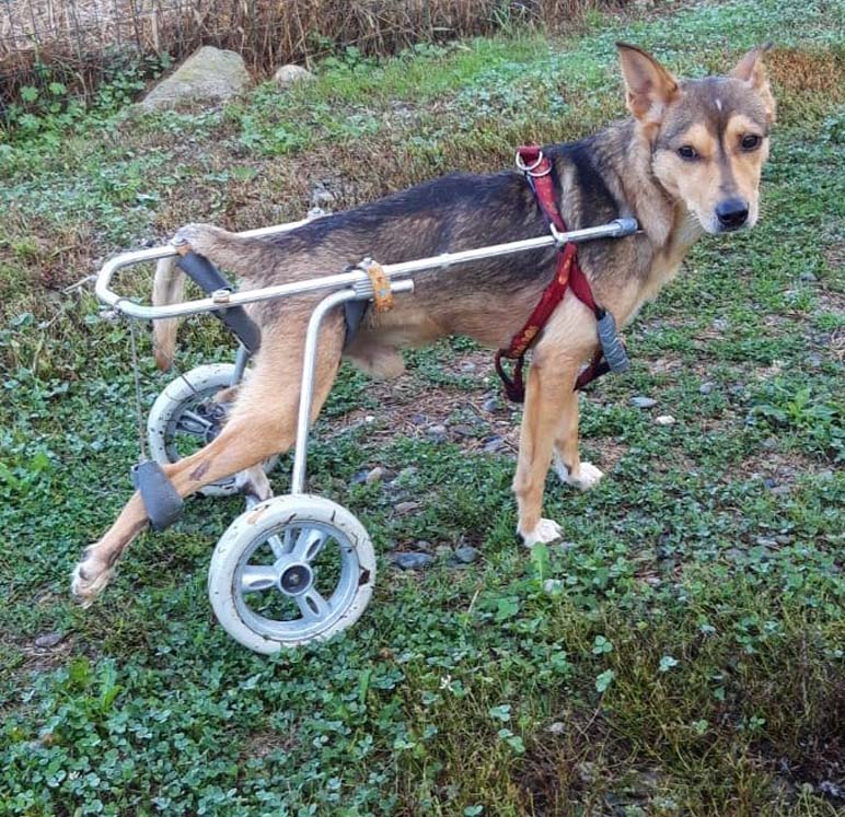 Cane con un carrellino