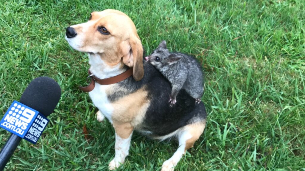 Cane con un opossum