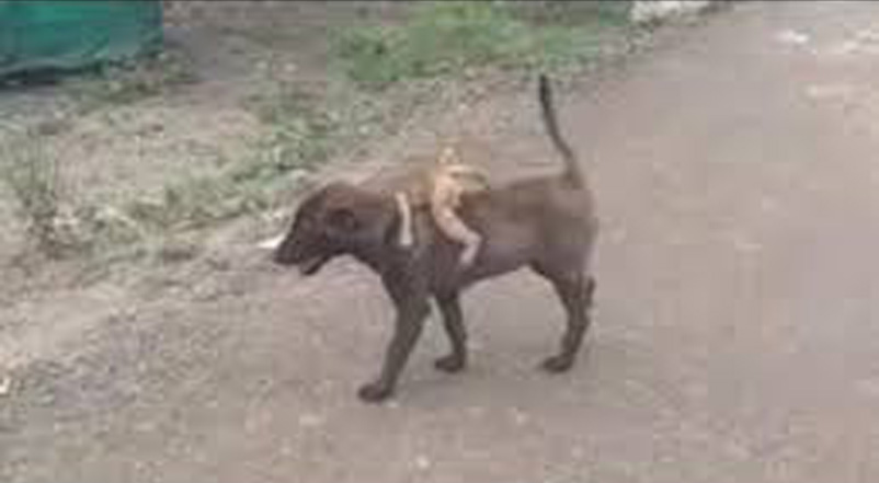 Cane con una scimmia sulla schiena