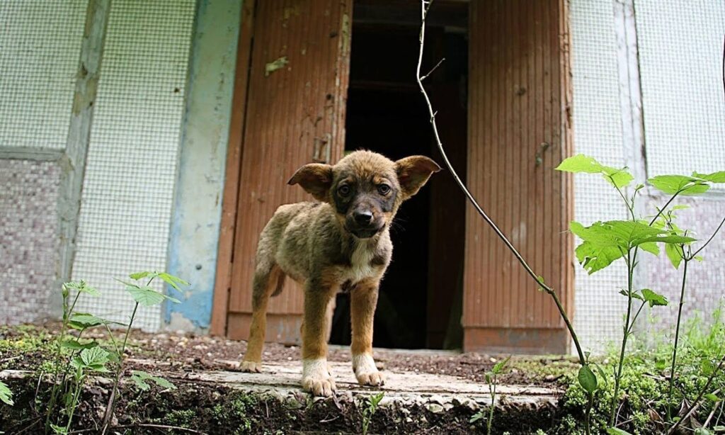 Cane di chernobyl