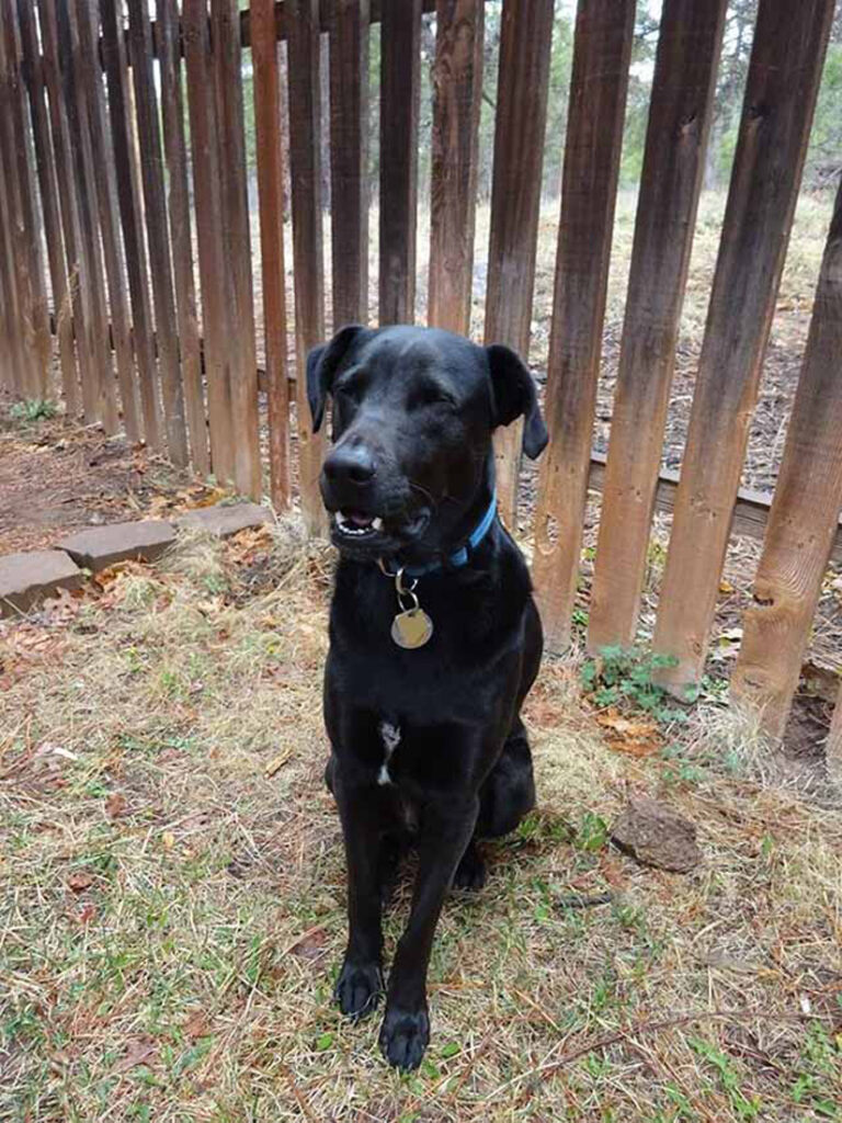 Cane di nome Marley