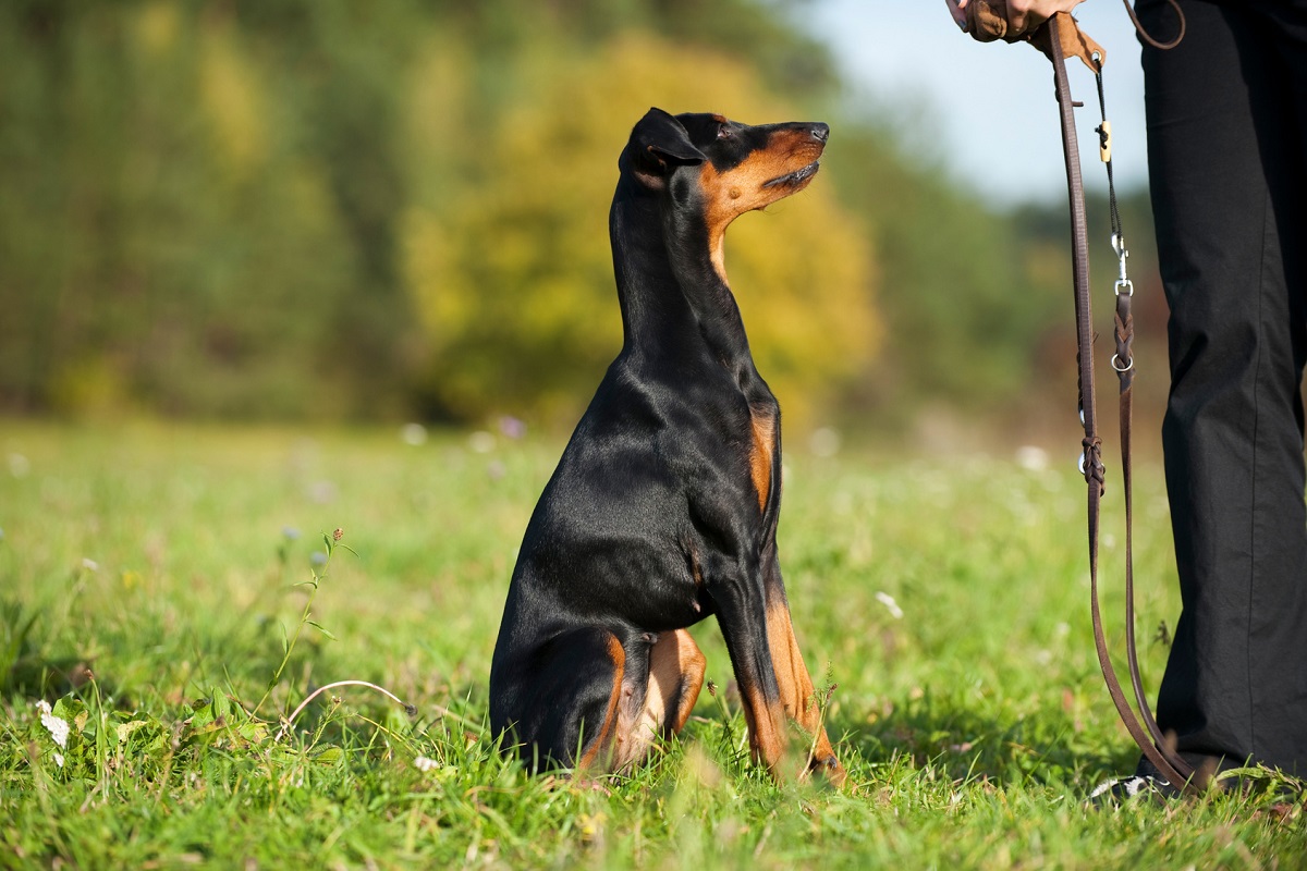 gerarchia tra cane e uomo