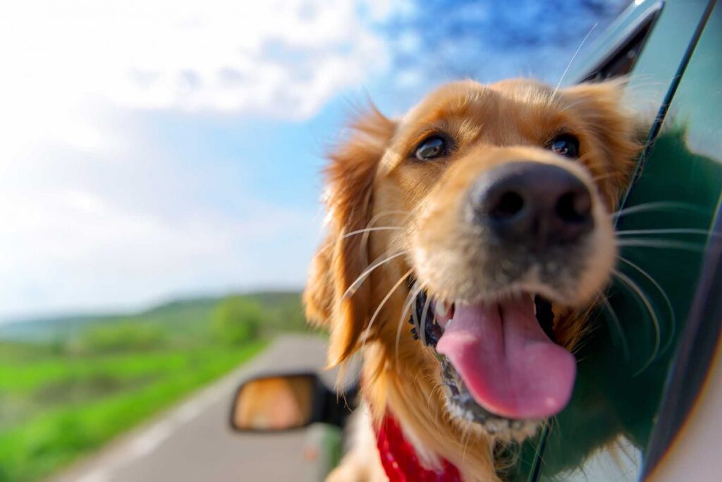 Cane felice in auto
