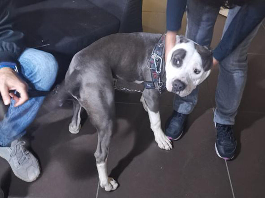 Cane liberato a Torino