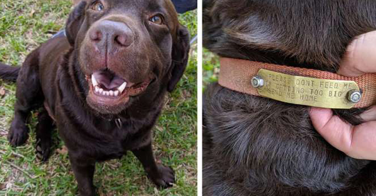 Il cane mangione che ha una medaglietta al collo di avvertimento