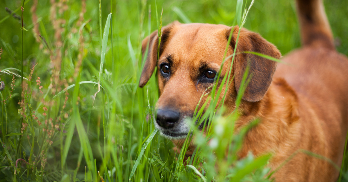 Cane morso da una vedova nera: cosa bisogna sapere