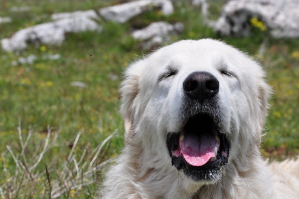 Cane morso da una vedova nera