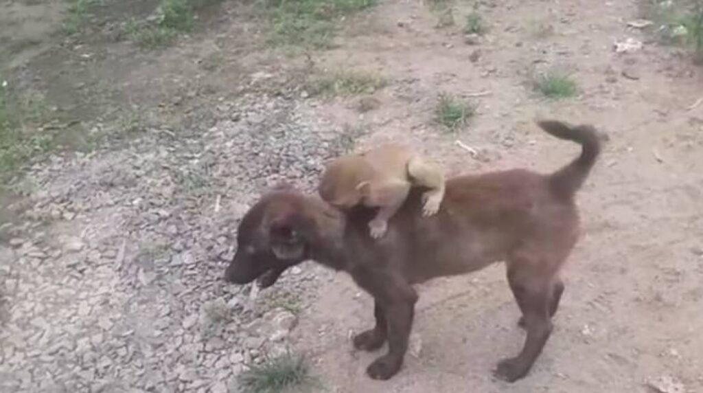 Cane salva una scimmia