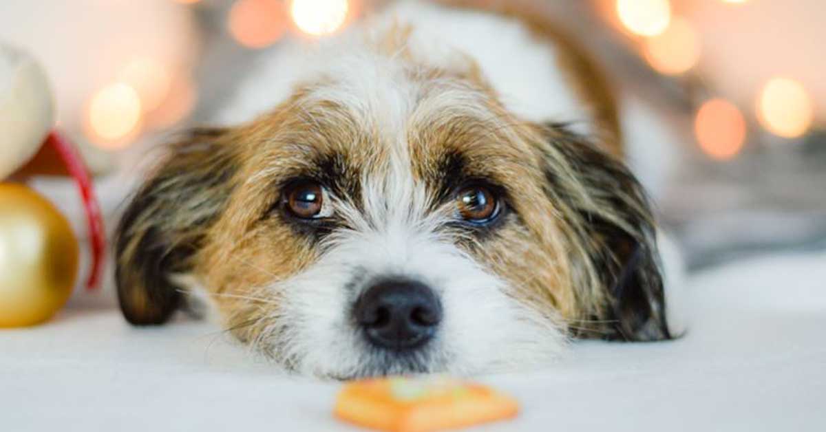 Sintomi dell’estro nel cane dopo la sterilizzazione: cosa sapere