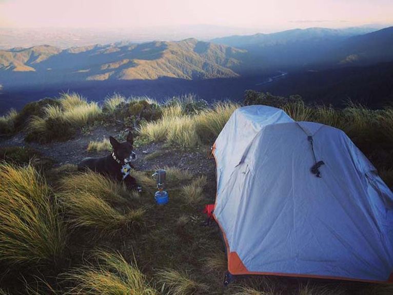 Cane vicino ad una tenda